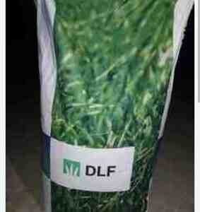 Qazon toxumu Qazon toxumu