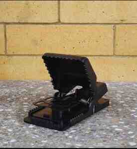 Siçan tələsi Siçan tələsi