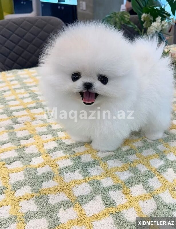 Pomerian Spitz Pomerian Spitz