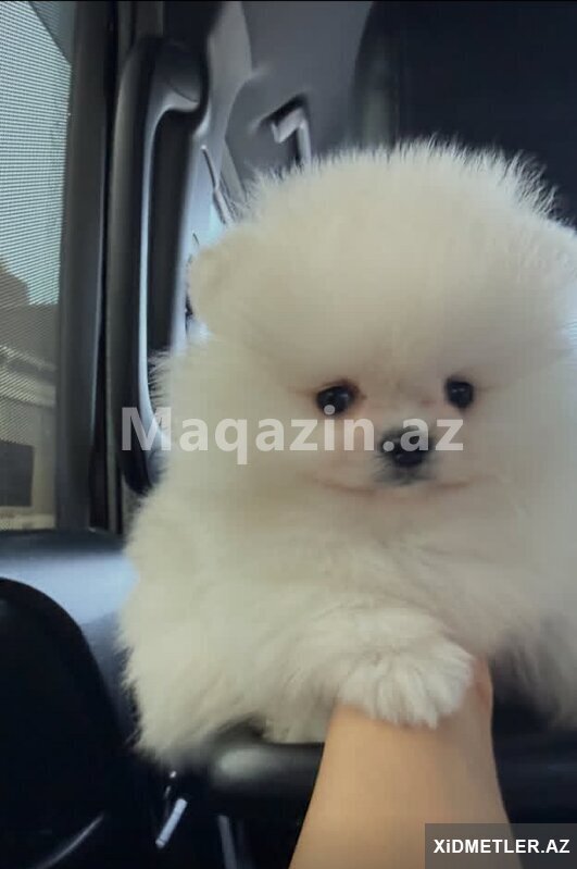 Pomerian Spitz bo misqa Pomerian Spitz bo misqa