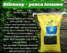 Yonca toxumu-Bilensoy