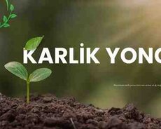 Karluk yonca toxumu