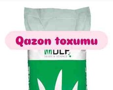 Qazon toxumu
