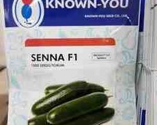 SENNA F1 hibrid xiyar toxumu
