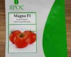 Pomidor toxumu Magna F1