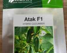 Atak F1 hibrid xiyar toxumu