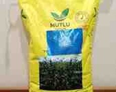 Yonca toxumu Bilensoy Mutlu Toxum