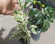 Təbbi Dipçək gülləri