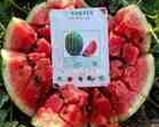 Qarpız toxumu Grand F1