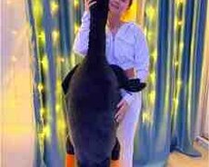 Гус обнимус