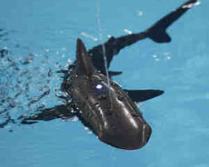 Suda üzən Akula (Qara) 007T0