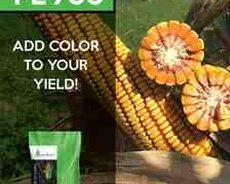 Qarğıdalı toxumu PL 700