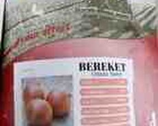 Bereket soğan toxumu