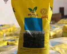 Blensoy yonca (Mutlu)