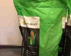 Qarğıdalı toxumu POLEN