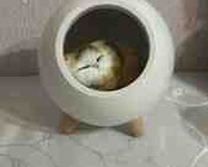 İşıqlı yatan pişik