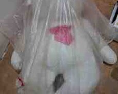 Yumşaq oyuncaq ayı