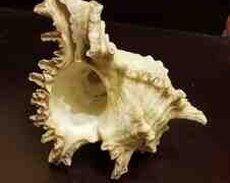 Ракушка из океана