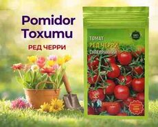 Pomidor toxumu