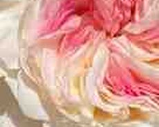 Английские ароматные розы