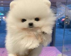 Pomerin spits balası satılır mini