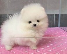 Pomerin spits Mini mişqa