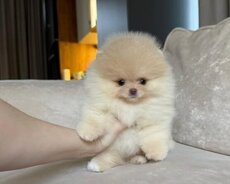 Pomerin spits balası mişqa