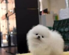 Pomerin spits balası mişqa satılır