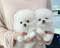 Mişqa pomerian spits balası