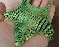 Dəniz ulduzu fidget