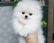 Pomerin spits balası satlir mişqa