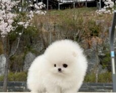 Mişqa spits balası pomerian