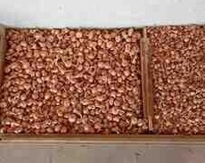 Bilgəh zəfəran soğanı