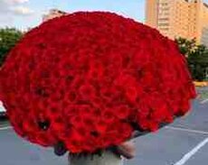 501 Qızılgül buketi