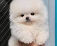 Pomerian Spitz balasi satlir