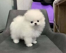 Pomerian Spitz misqa