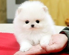Pomerian Spitz balasi satlir misqa