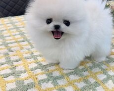 Pomerian Spitz