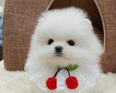 Pomerian Spitz balasi satlir xaricden gelme