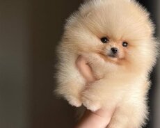 Pomerian Spitz balasi satlir xaricden gelme mini