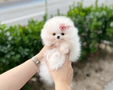 Pomerian Spitz balasi satlir