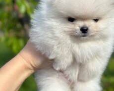Itler pomerian Spitz