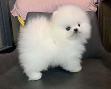 Pomerian Spitz satlir