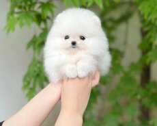 Pomerian Spitz balasi satlir mini