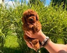 Toy pudel balasi mini