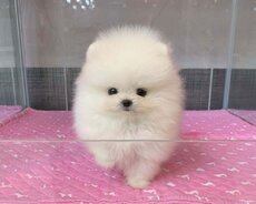 Pomerian Spitz balasi satlir tecili
