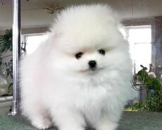 Pomerian Spitz boo satlir