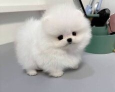 Pomerian Spitz balasi satlir erkey