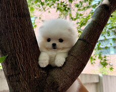 Mini bala pomerian Spitz