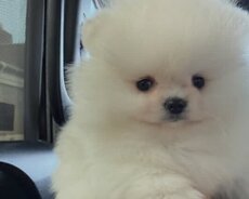 Pomerian Spitz bo misqa